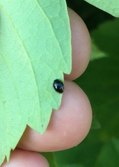 Hyperaspis reppensis pseudopustulata