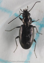 Bembidion breve