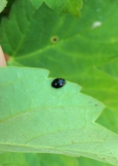 Hyperaspis reppensis pseudopustulata