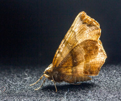 Selenia alciphearia
