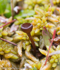 Monilinia oxycocci