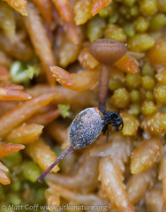 Monilinia oxycocci