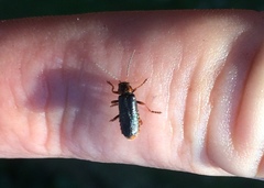 Cantharis flavilabris