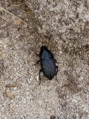 Harpalus caliginosus