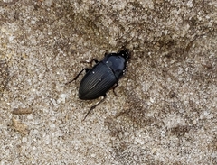 Harpalus caliginosus