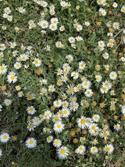 Aphanostephus skirrhobasis thalassius