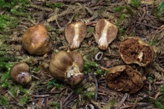 Cortinarius pinguis