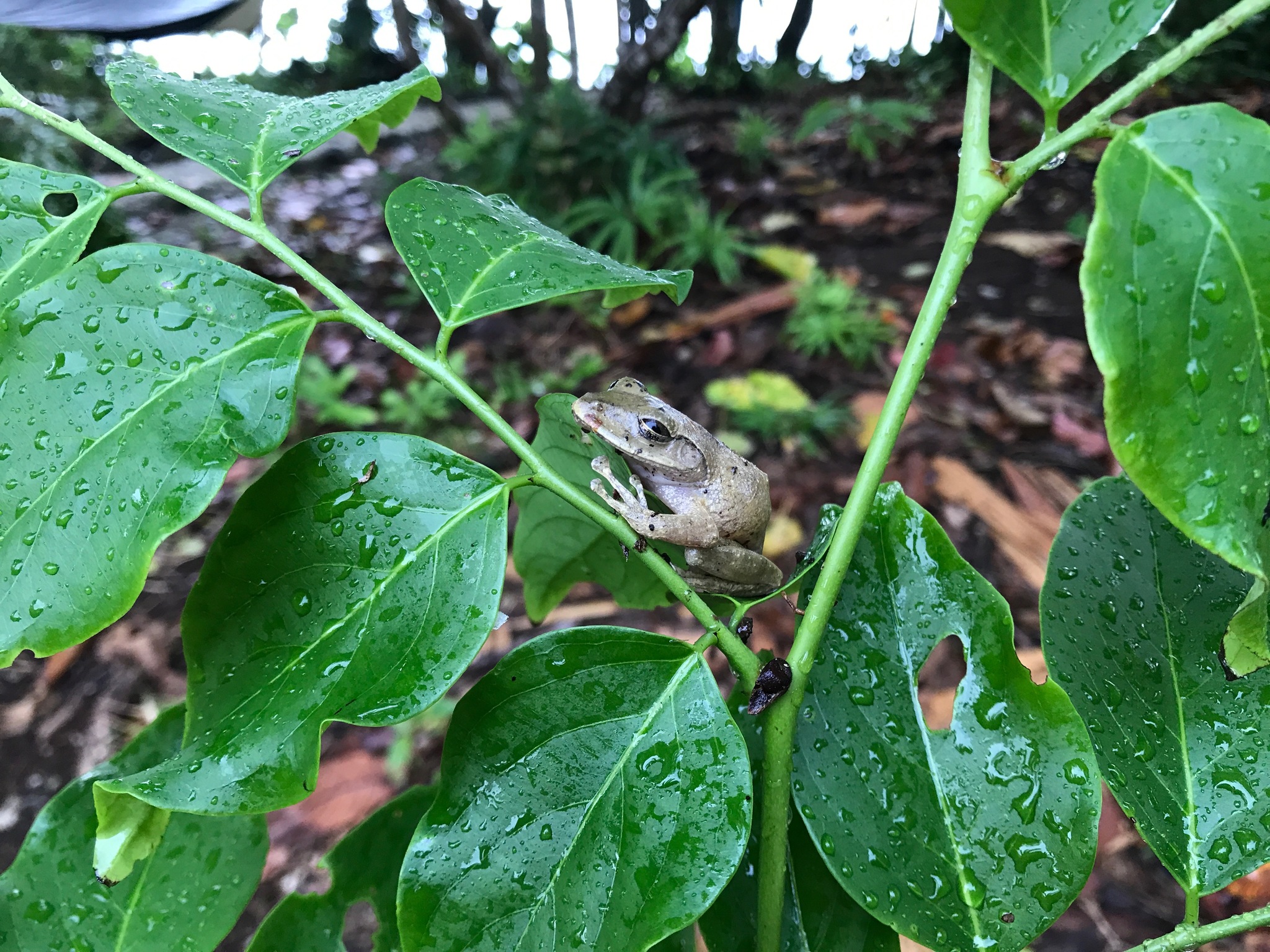 Solomon Islands Giant Treefrog