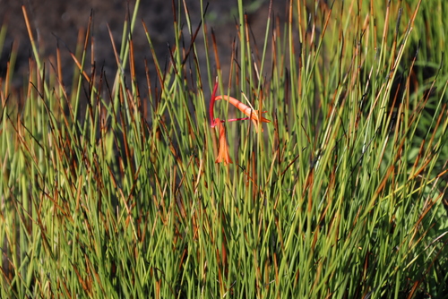 Cyrtanthus welwitschii