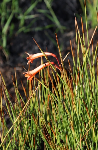 Cyrtanthus welwitschii