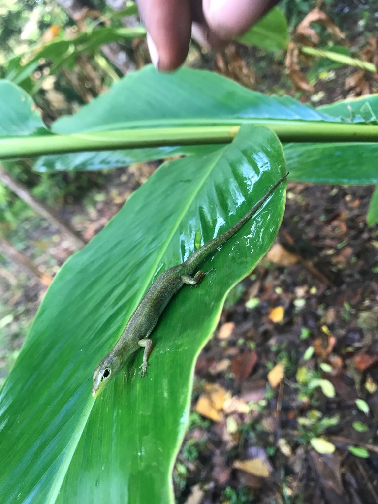 Prasinohaema