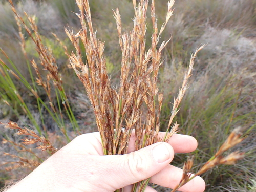 Image of Restio dodii by (c) Eugene Hahndiek, some rights reserved (CC BY-SA)