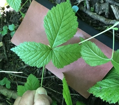 Rubus pubescens