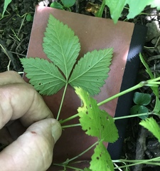 Rubus pubescens