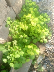 Triumfetta pentandra