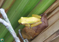 Dendropsophus oliveirai
