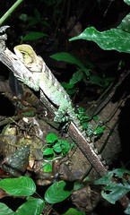 Enyalioides