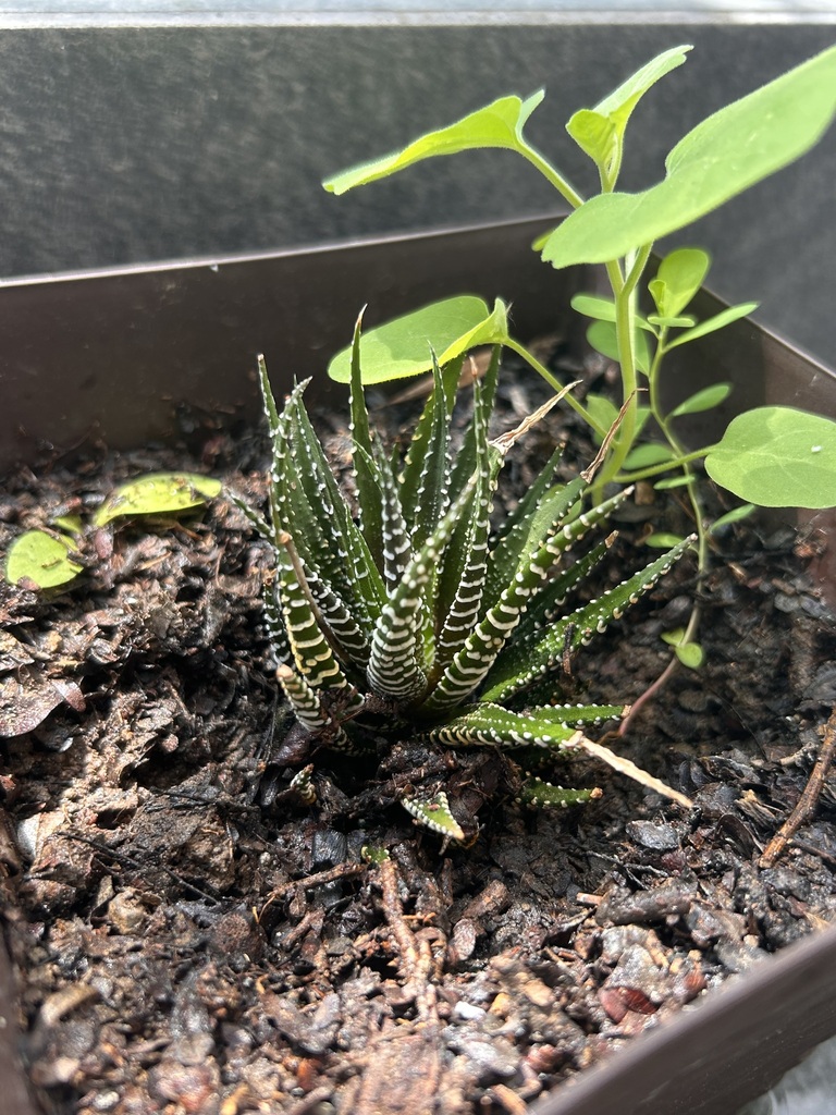 Close-up of zebra haworthia leaf tubercles