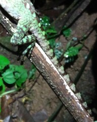 Enyalioides