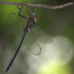 Somatochlora linearis