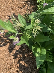 Symphytum × uplandicum