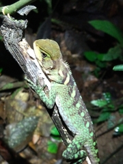 Enyalioides