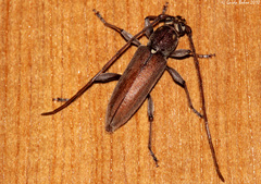 Examnes philippensis