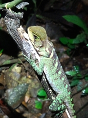 Enyalioides