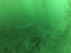 Notorynchus cepedianus