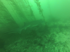 Notorynchus cepedianus