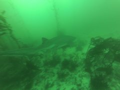 Notorynchus cepedianus