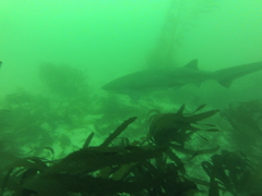 Notorynchus cepedianus