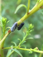 Graphocephala hieroglyphica