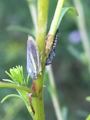 Graphocephala hieroglyphica