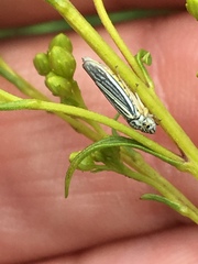 Graphocephala hieroglyphica