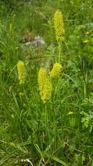 Tofieldia calyculata