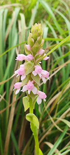 Image of Satyrium nepalense by (c) Afsar Nayakkan, some rights reserved (CC BY)