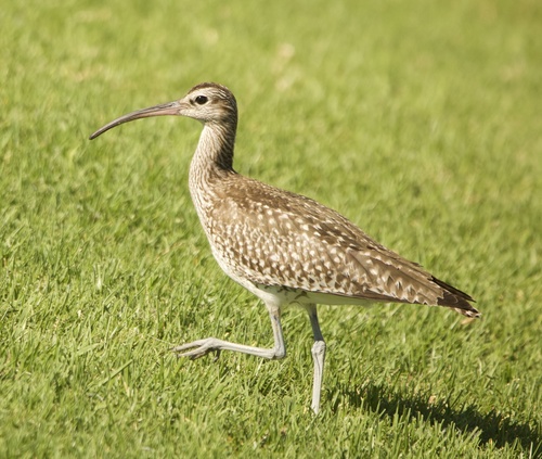 Zarapito trinador (Numenius phaeopus)