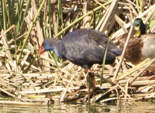 Calamón común (Porphyrio porphyrio)