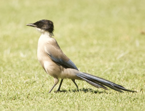 Rabilargo ibérico (Cyanopica cooki)