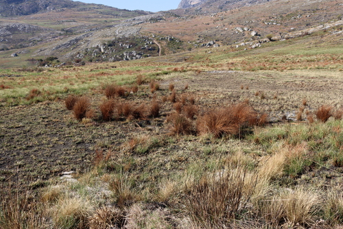 Restio mlanjiensis (Platycaulos mlanjiensis)