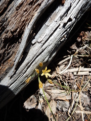 Triteleia ixioides anilina