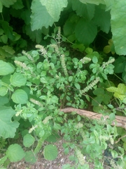 Ocimum basilicum