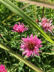 Tragopogon porrifolius
