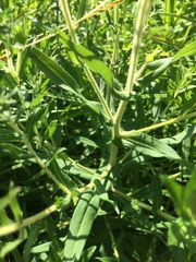 Tragopogon porrifolius