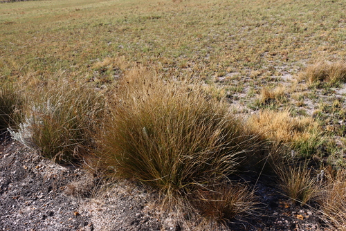 Coleochloa virgata