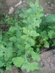 Acanthospermum hispidum