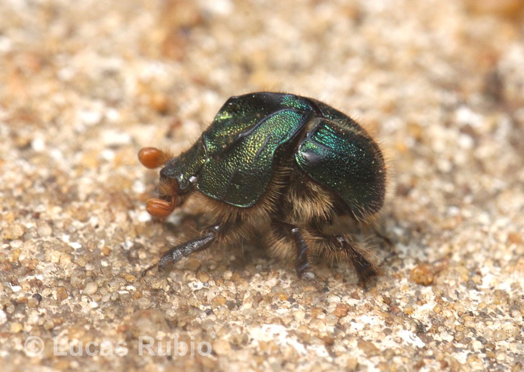 Neoathyreus arribalzagai