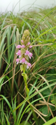 Image of Nepal Satyrium by (c) Afsar Nayakkan, some rights reserved (CC BY)