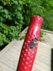 Tabanus trimaculatus